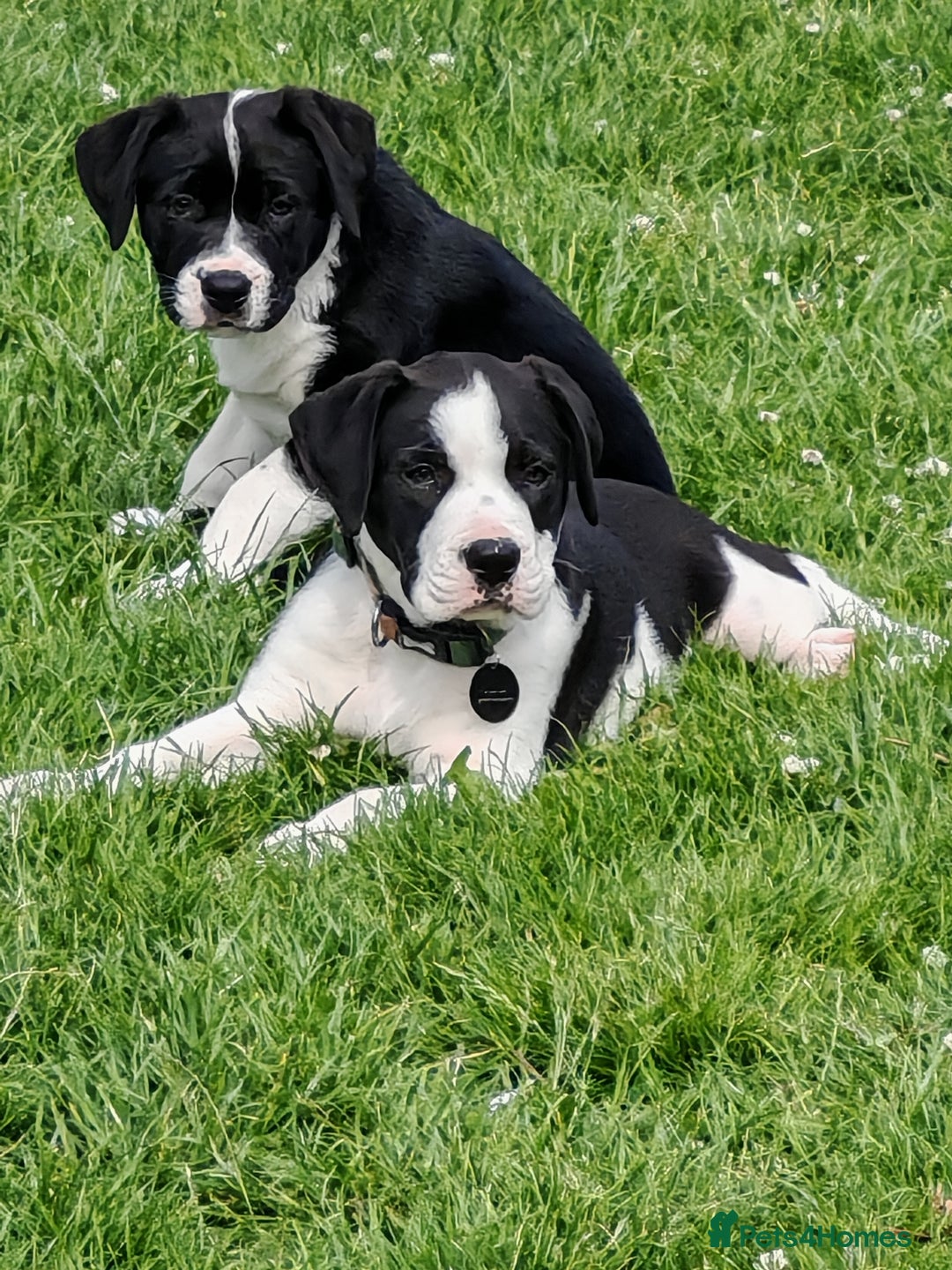 Mixed Breed dogs for sale:  ALL PUPPIES NOW SOLD - Image 15