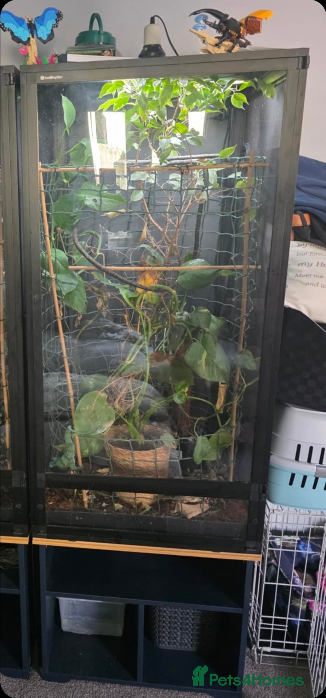 Chameleon reptiles for sale: Male Blue Ambanja Panther Chameleon + Full setup  - Advert 3