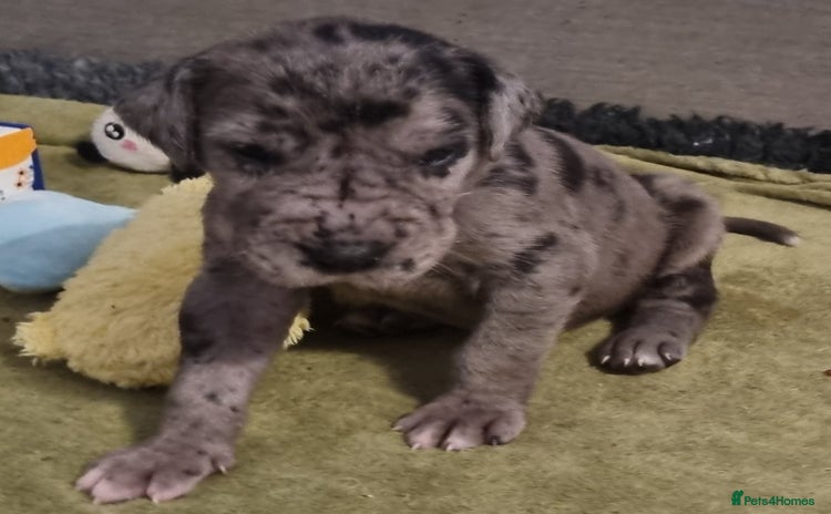 Great Dane dogs - Advert 4