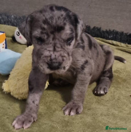 Great Dane dogs - Advert 4