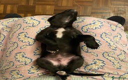 Whippet dogs for sale: The best puppies ever! - Image 10