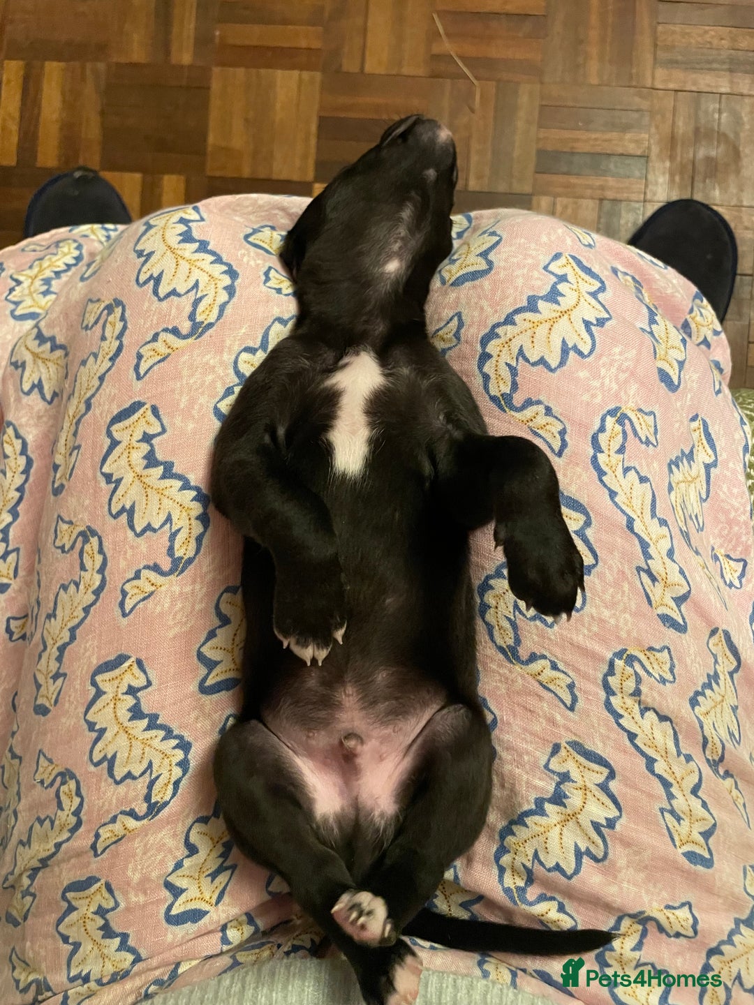 Whippet dogs for sale: The best puppies ever! - Image 10