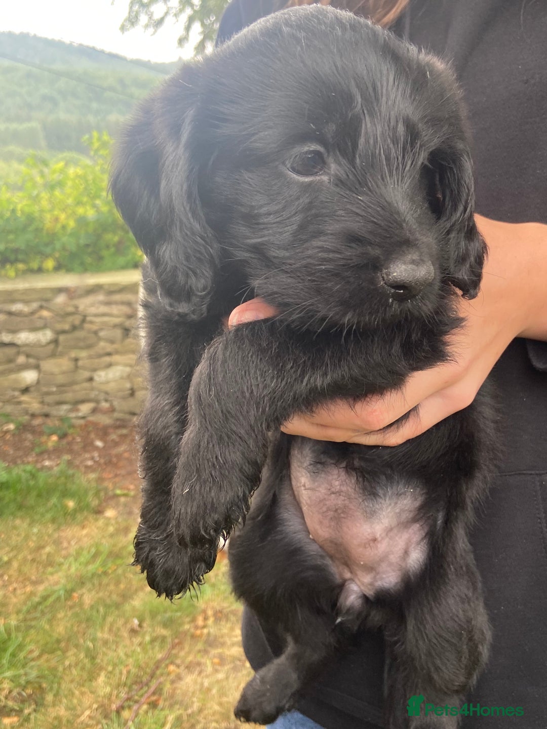 Aussiedoodle dogs for sale: Gorgeous Aussie Doodle Pups - Image 37