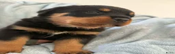 Rottweiler dogs for sale: Rottweiler puppies in Liskeard - Advert 9