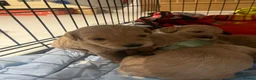Schnoodle dogs for sale: 7 schnoodle puppies  - Advert 5