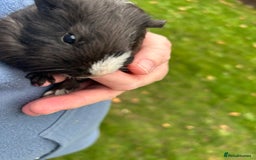 Guinea Pig rodents for sale: 6 baby boy guinea pigs available - Image 1