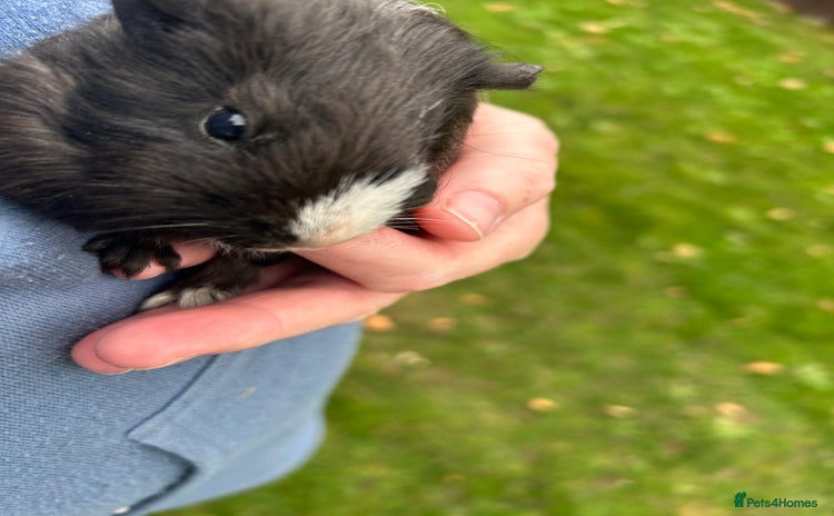 Guinea Pig rodents - Advert 1