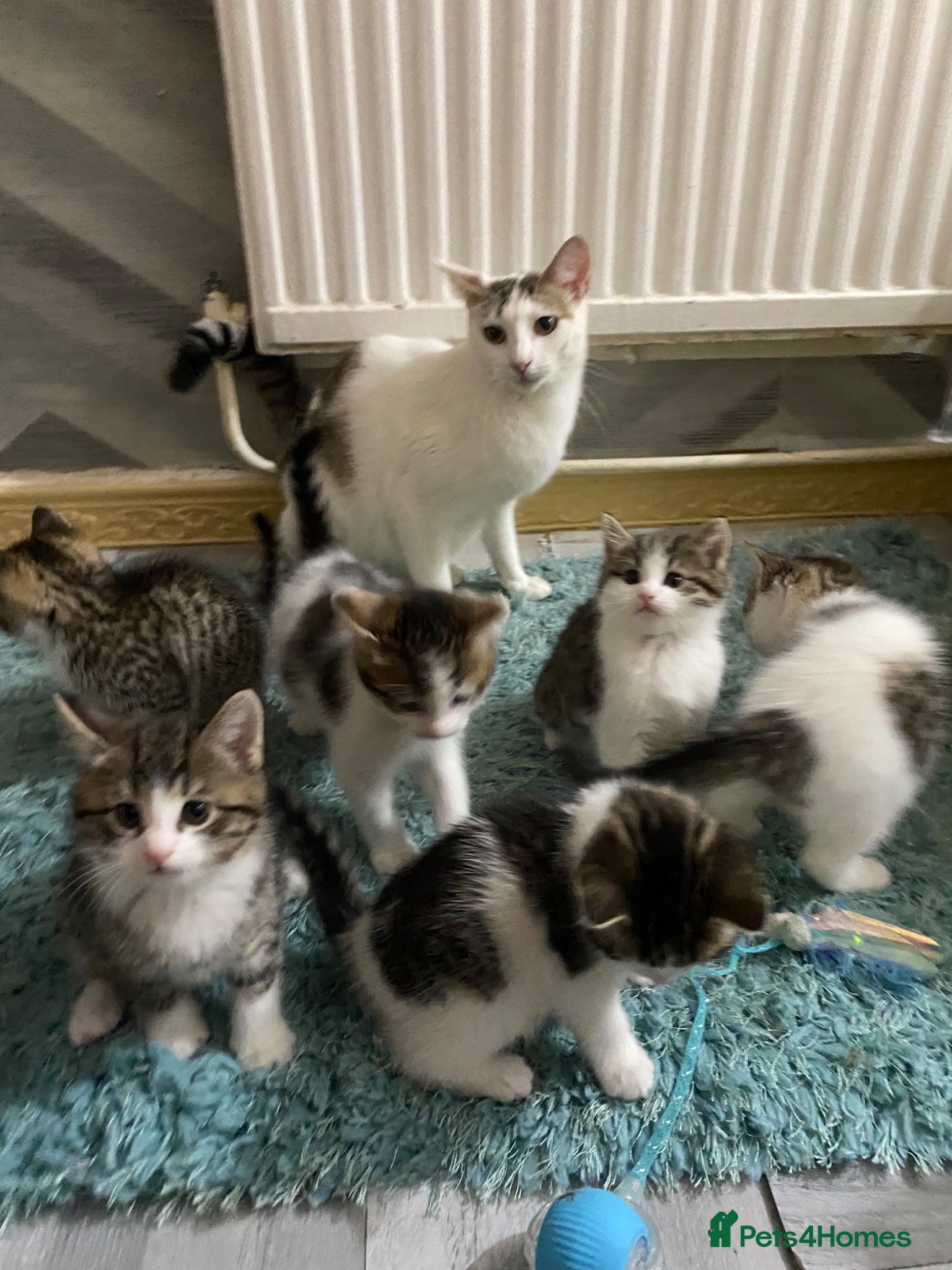 British Shorthair cats for sale: Beautiful British Shorthair Kittens Boys & Girls - Advert 1
