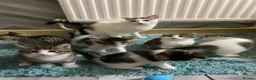 British Shorthair cats for sale: Beautiful British Shorthair Kittens Boys & Girls - Advert 1