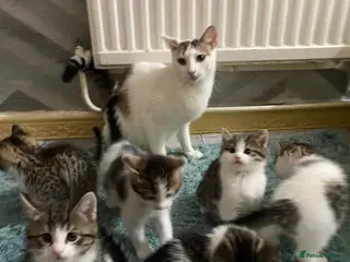 British Shorthair cats for sale: Beautiful British Shorthair Kittens Boys & Girls - Advert 1