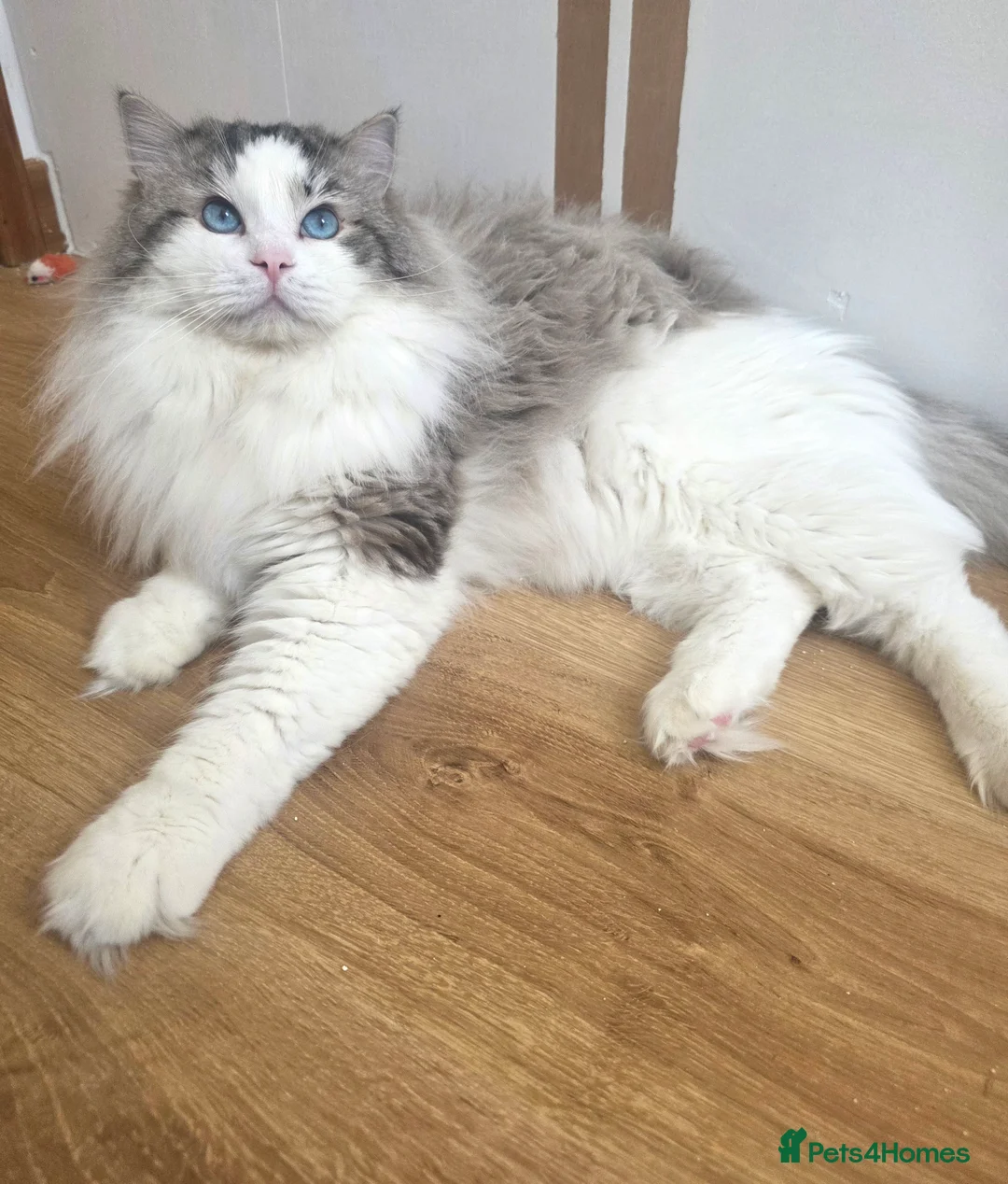 Ragdoll cats for stud: GCCF/TICA ACTIVE REGISTERED Championbloodline stud - Advert 1