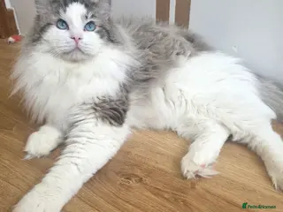 Ragdoll cats GCCF/TICA ACTIVE REGISTERED Championbloodline stud - Advert 8