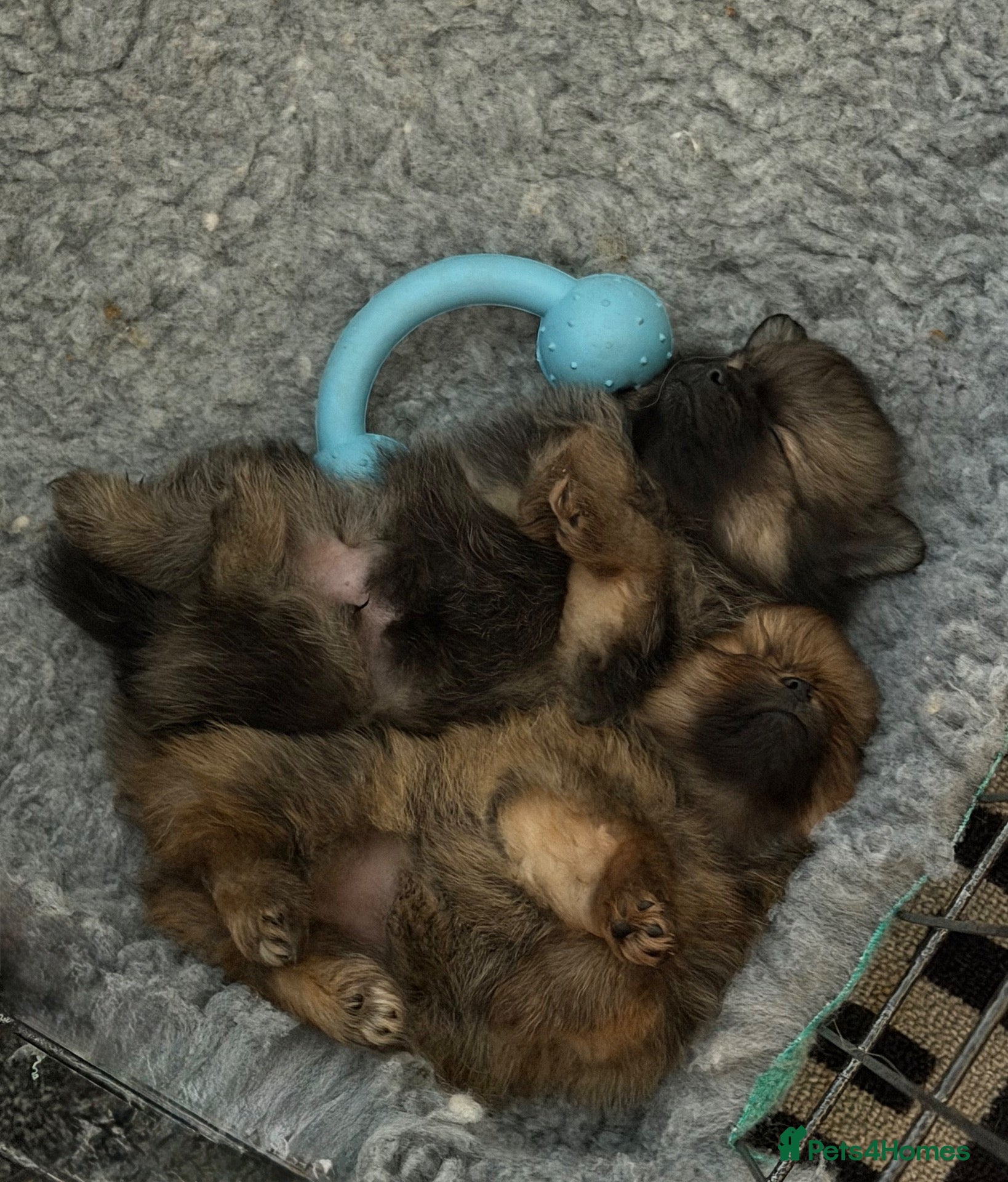 Pomeranian dogs 2 gorgeous little Pomeranian puppies for sale - Advert 16