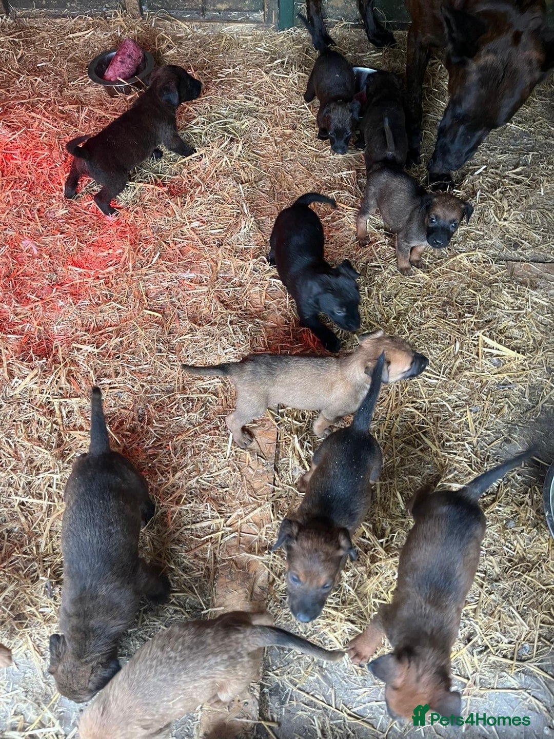 Belgian Shepherd Dog dogs for sale: Litter  - Image 38