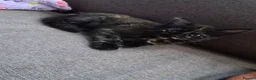 Mixed Breed cats for sale: Beautiful Kittens Ready for Loving Homes - Advert 2