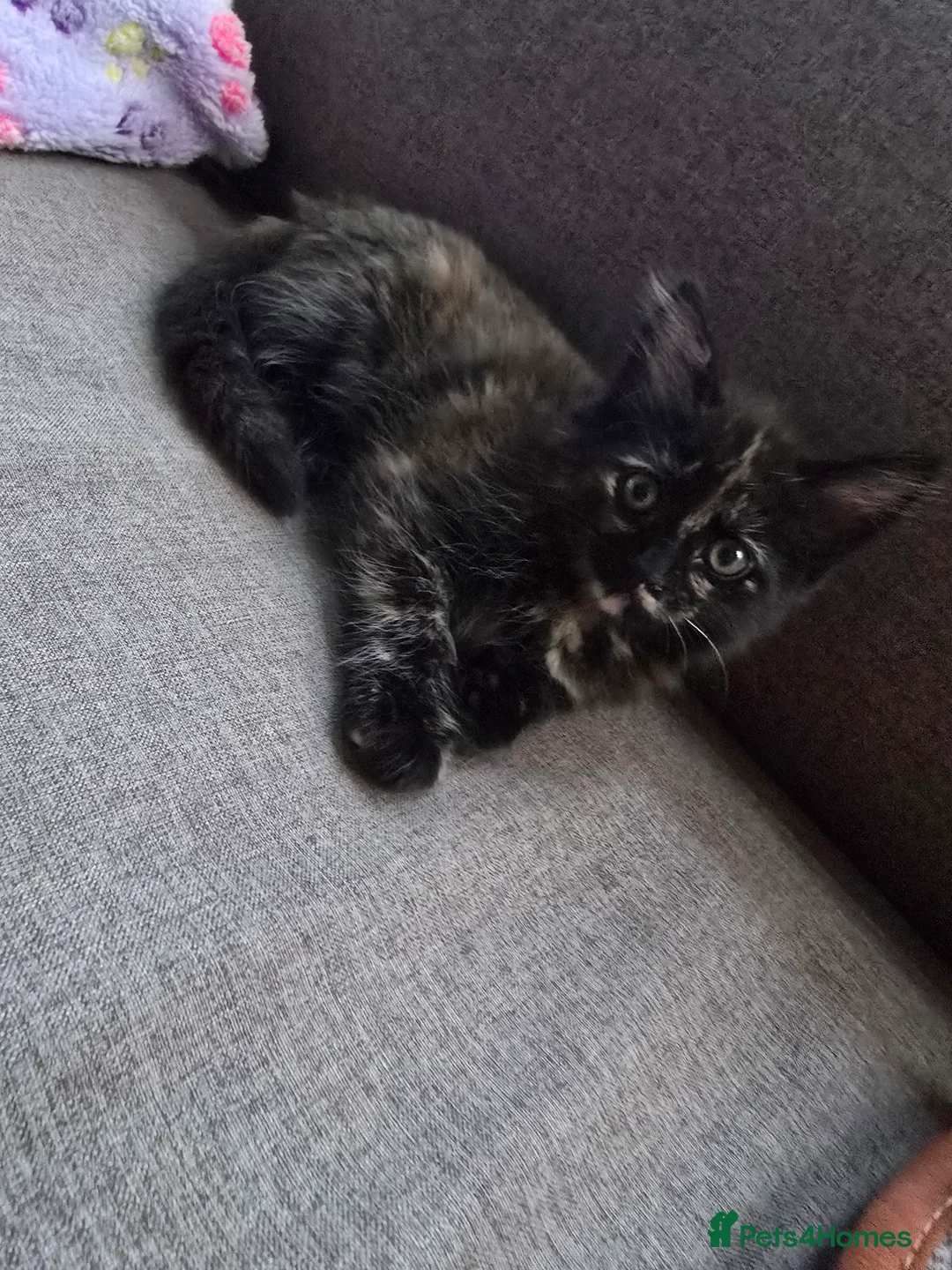 Mixed Breed cats for sale: Beautiful Kittens Ready for Loving Homes - Advert 2