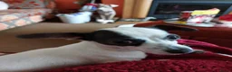 Chiweenie dogs for sale: Beautiful little boy chihuahua cross dauchound  - Advert 1