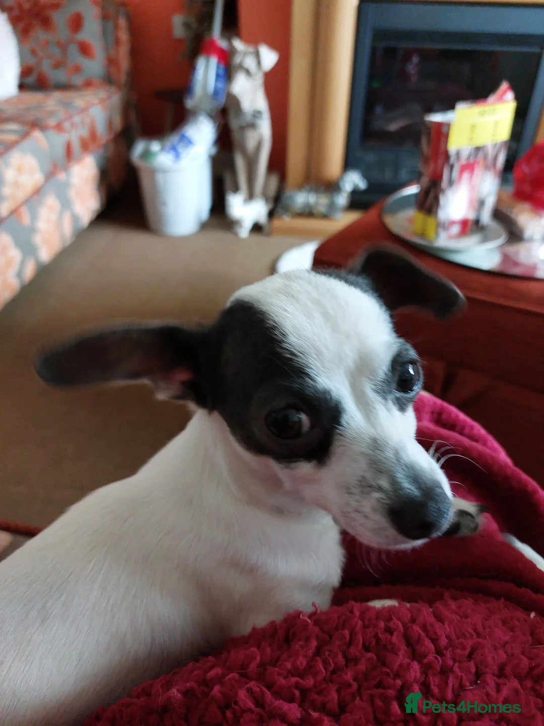 Chiweenie dogs for sale: Beautiful little boy chihuahua cross dauchound  - Advert 1