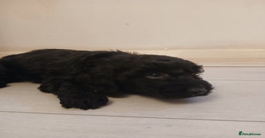 Cockapoo dogs - Advert 3