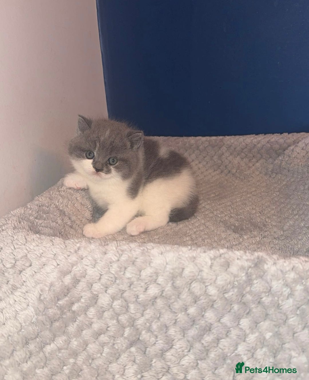 British Shorthair cats for sale: GCCF registered male 🩵  - Advert 4