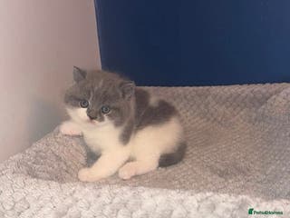 British Shorthair cats GCCF registered male 🩵 - Advert 10
