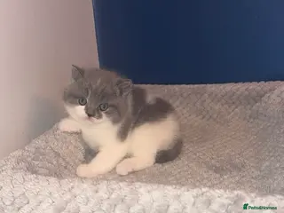 British Shorthair cats GCCF registered male 🩵 - Advert 18