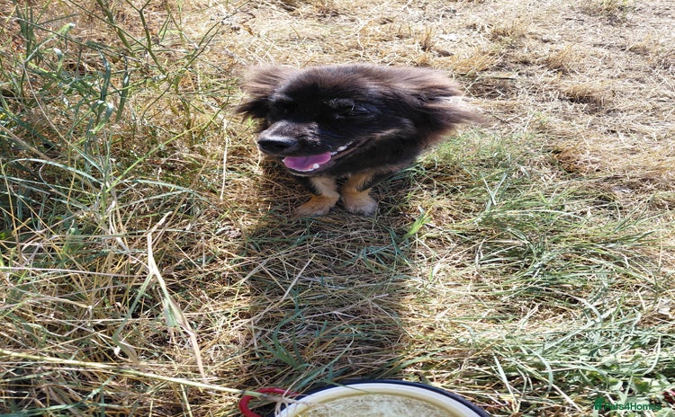 Mixed Breed dogs - Advert 1