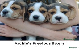 Beagle dogs for stud: Archie - Quality Proven KC Stud Dog in Plymouth - Image 8