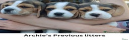 Beagle dogs for stud: Archie - Quality Proven KC Stud Dog in Plymouth - Advert 8