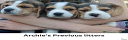 Beagle dogs for stud: Archie - Quality Proven KC Stud Dog in Plymouth - Advert 8