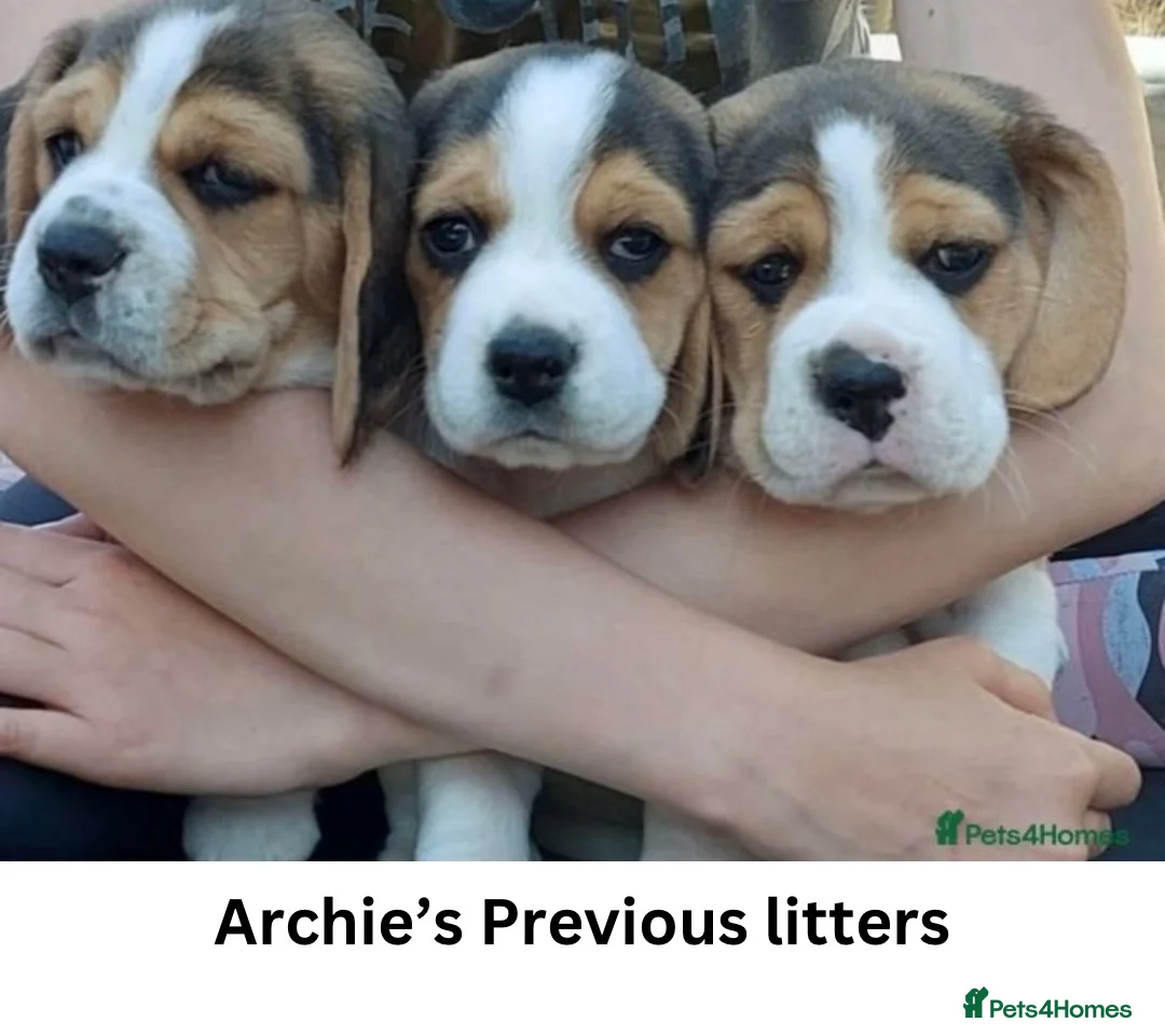 Beagle dogs for stud: Archie - Quality Proven KC Stud Dog in Plymouth - Advert 8