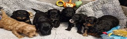Cavapoo dogs for sale: Gorgeous F1b Cavapoo puppys Health tested parents  - Advert 15
