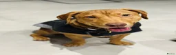 Mixed Breed dogs for adoption: Short Oso - Advert 34
