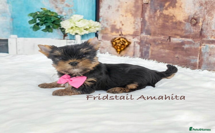 Yorkshire Terrier dogs - Advert 2