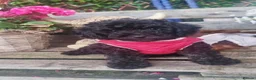 Cockapoo dogs for sale: Adorable flb cockapoo puppies  - Advert 10