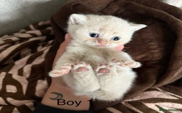 British Shorthair cats for sale: British shorthair kittens  - Image 2