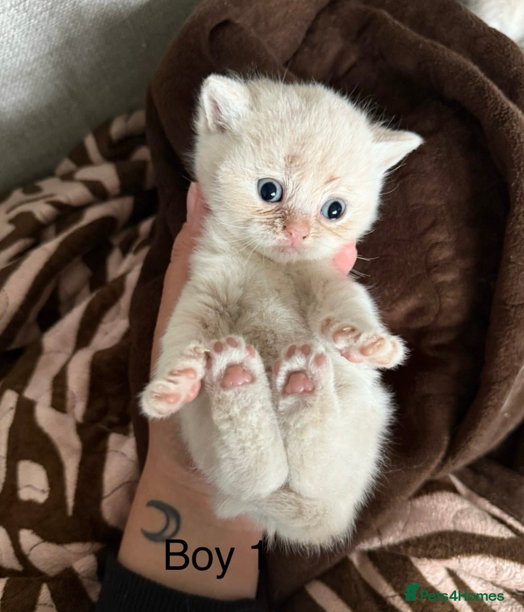 British Shorthair cats for sale: British shorthair kittens  - Image 2