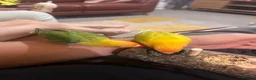 Lovebirds birds for sale: Breeding lovebirds  - Advert 2