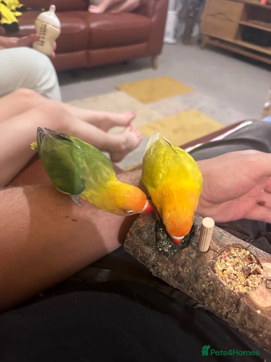 Lovebirds birds for sale: Breeding lovebirds  - Advert 2