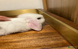 Mini Lop rabbits for sale: Mini Lop Bunnies for sale - Image 19
