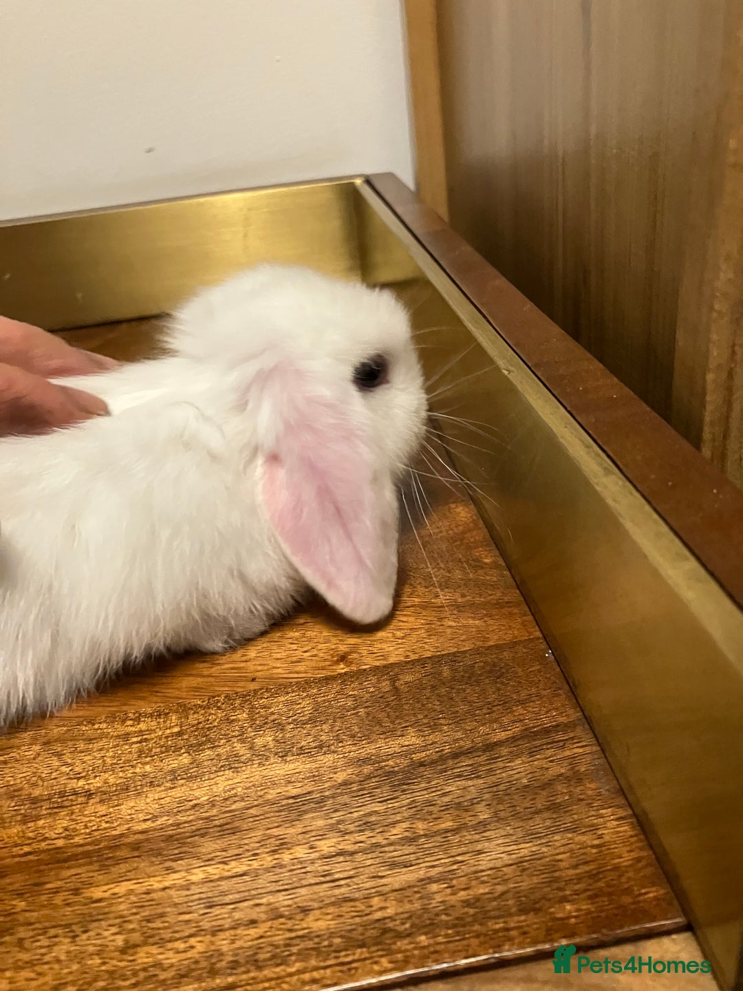 Mini Lop rabbits for sale: Mini Lop Bunnies for sale - Image 19