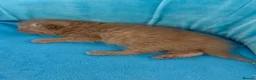 British Shorthair cats for sale: STUNNING PUREBRED CHUNKY BSH KITTENS 🩷🩷🩷💙💙 - Advert 3