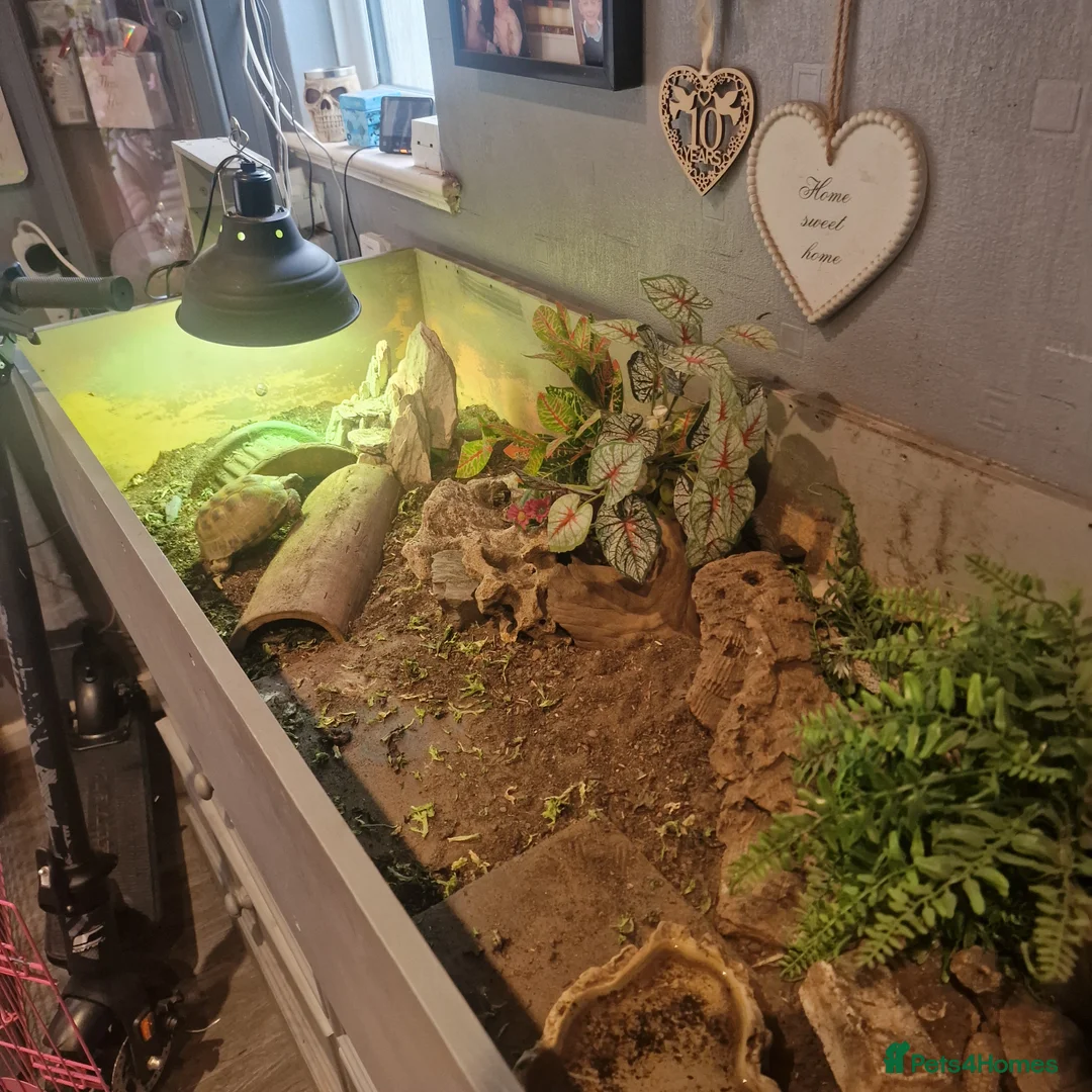 Tortoise reptiles for sale: Female tortoise  - Advert 5