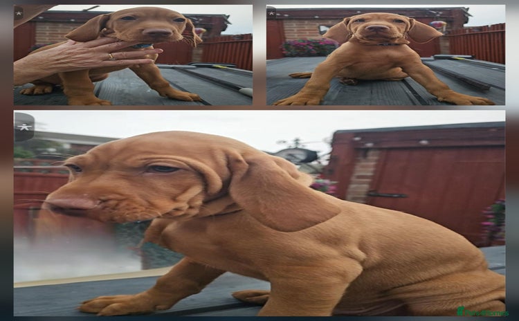 Hungarian Vizsla dogs - Advert 1