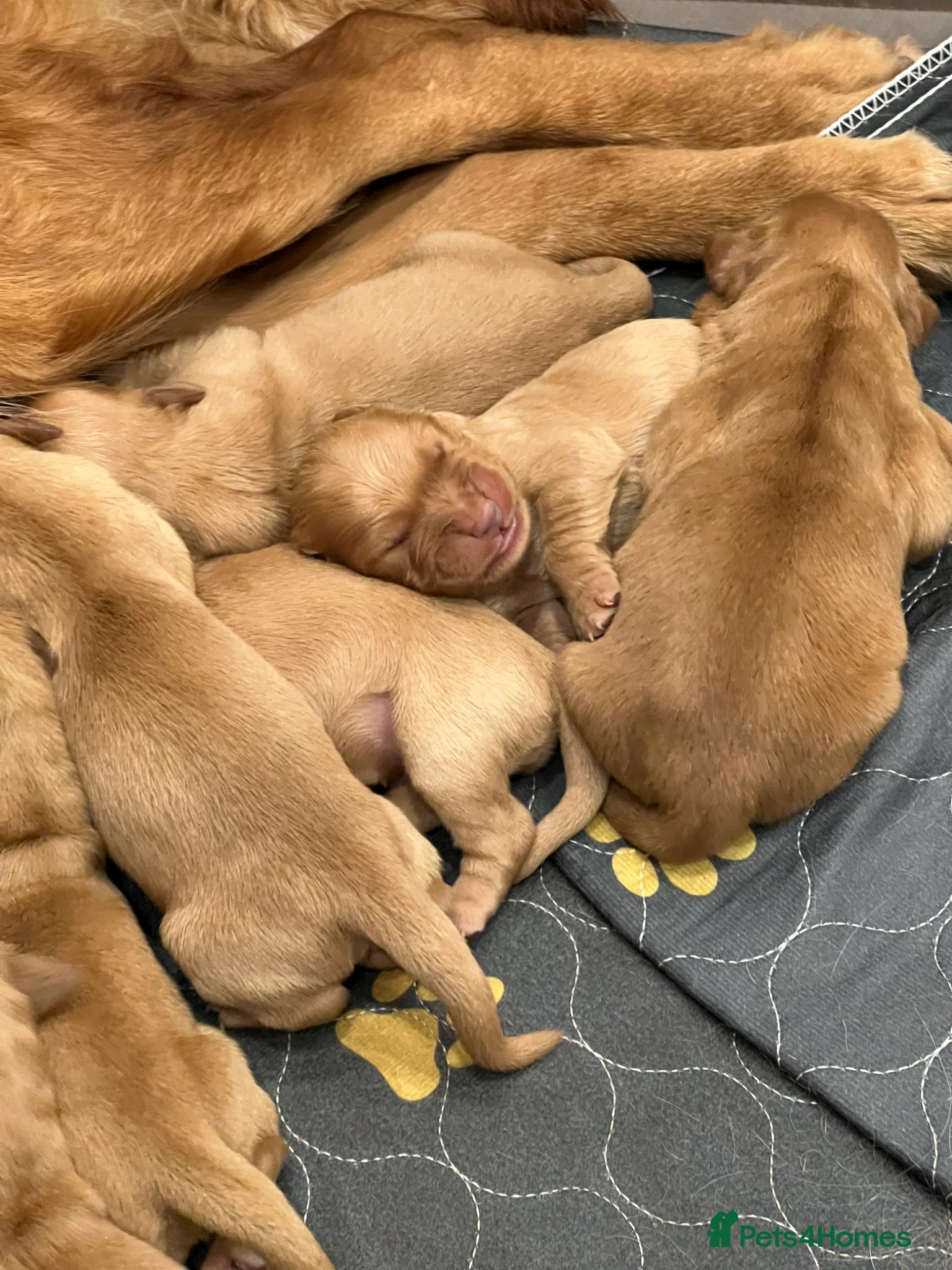 Golden Retriever dogs for sale: Tundra Retriever KC Fox Red Golden Retriever Pups - Advert 5