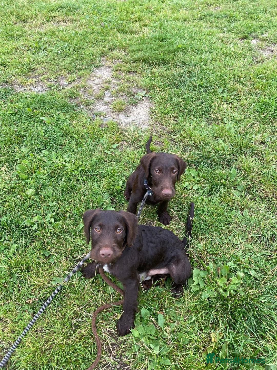 Mixed Breed dogs for sale: Gorgeous dogs, amazing pets & great temperaments!  - Advert 4