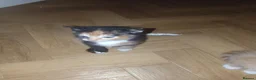 Mixed Breed cats for sale: 3 beautiful kittens for sale - Advert 5