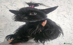 Yorkshire Terrier dogs for sale: Mini Yorkshire terrier Biewer Chocolate /black  - Image 15