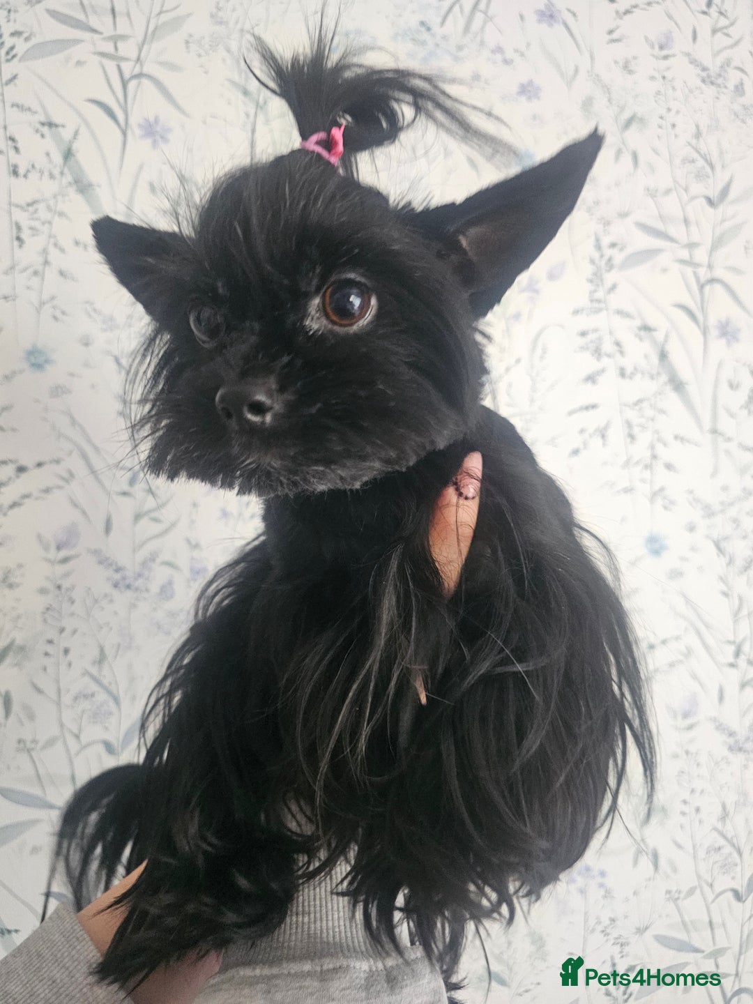 Yorkshire Terrier dogs for sale: Mini Yorkshire terrier Biewer Chocolate /black  - Image 15