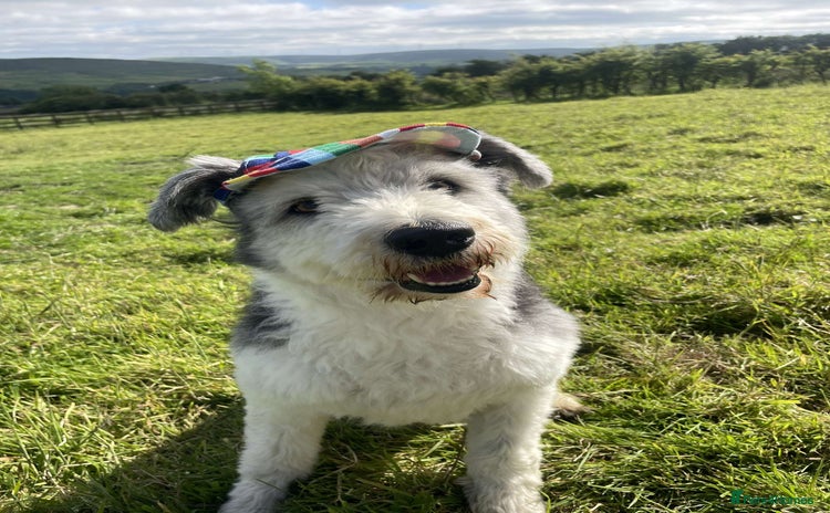 Bearded Collie dogs - Advert 1